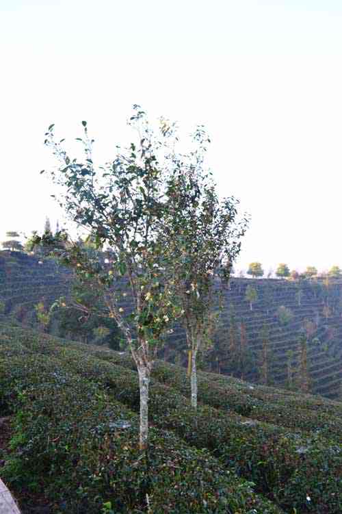 中国普洱茶的起源地及其历背景：探究早期普洱茶产地的渊源