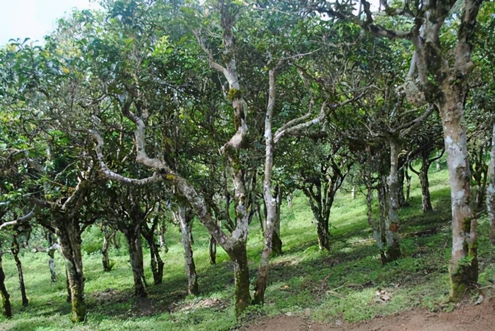 普洱茶大树、小树和古树及台地茶之间的区别：详细解析与对比