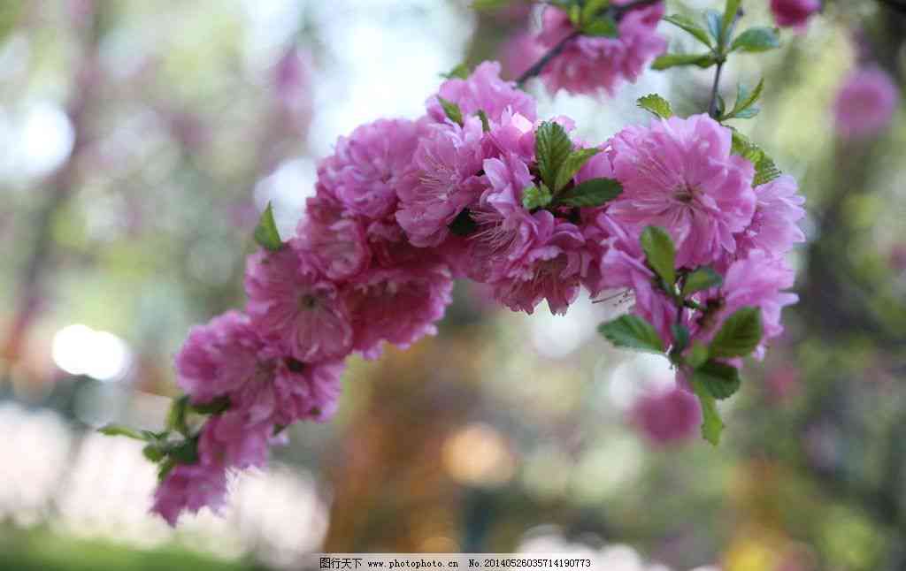 翡翠飘紫花和绿花哪个好：选出最美观的翡翠飘紫花与绿花比较。