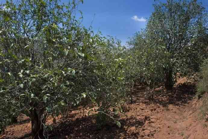 正气塘普洱茶是那个地区山头：一茶叶的故事与传承