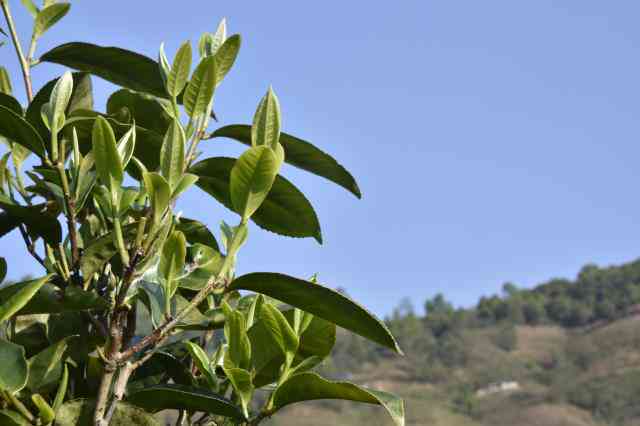 名山古树普洱茶2017价格多少