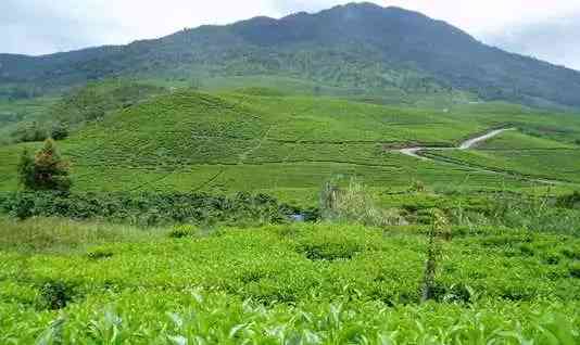 印度尼西亚茶的种类及产地：了解印尼茶叶的全面指南