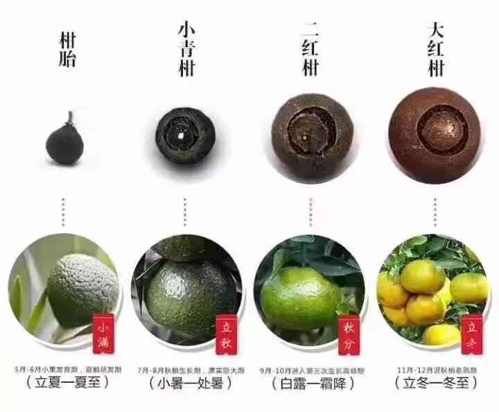 小青柑普洱茶：5年与3年的品味差异解析