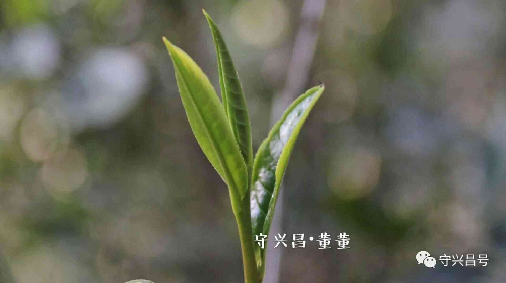 普洱茶涩原因及解决方法：为什么普洱茶会润？如何处理涩口感？