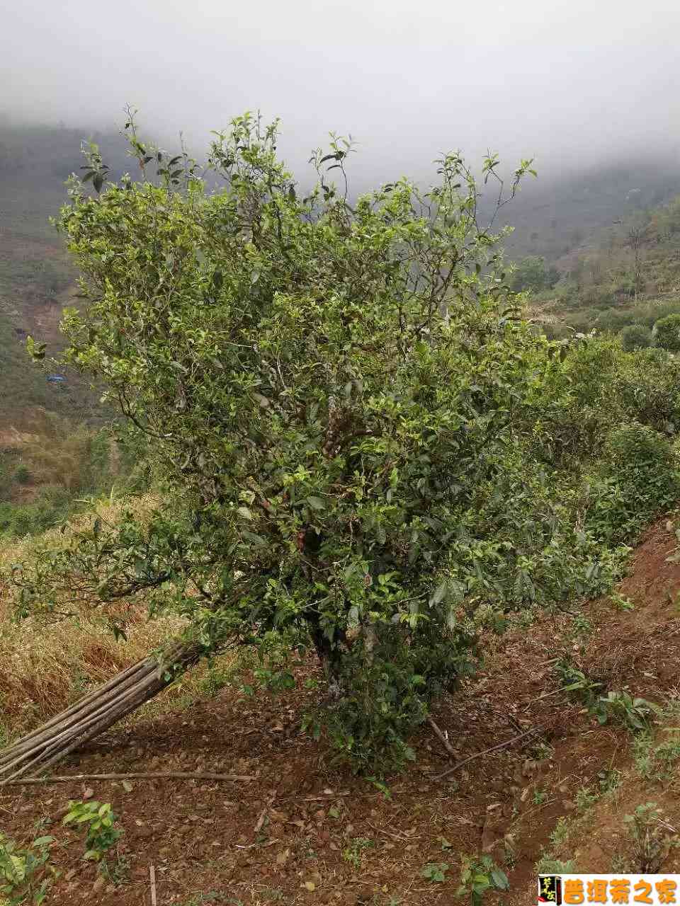 普洱茶大树小树古树口感区别大吗