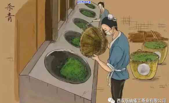 探索普洱茶的魅力：从原料到工艺，详解生茶制作过程