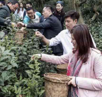 从茶树到茶杯：全面了解普洱茶的精制茶工艺及独特风味形成