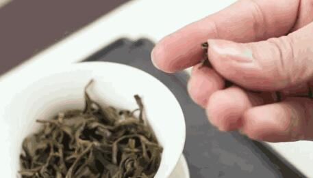 容易泡开的普洱茶