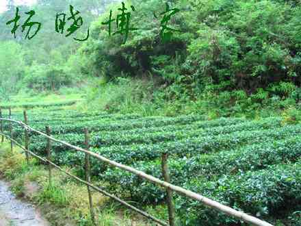 速发酵普洱茶好不好喝