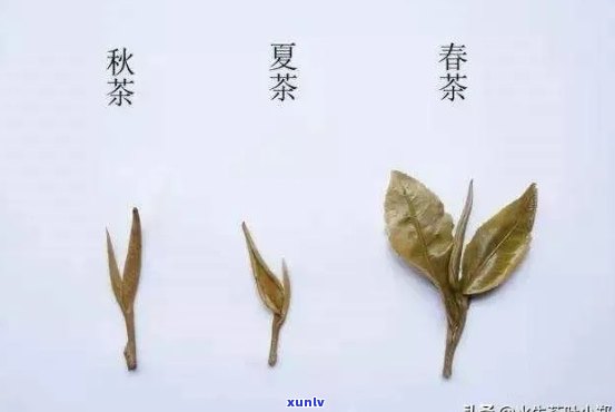 如何分辨普洱茶春茶和秋茶的区别呢？