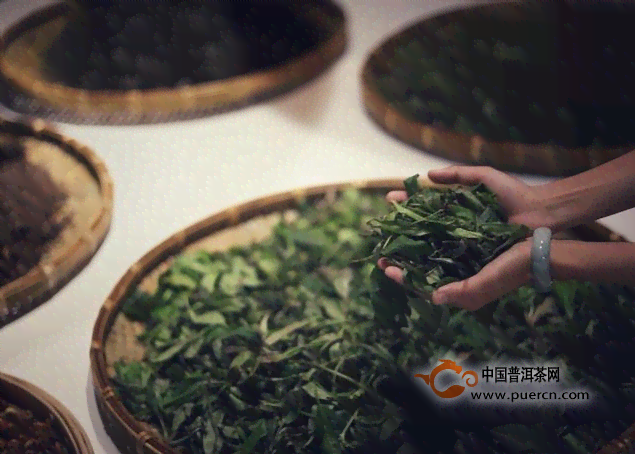 普洱茶春茶与秋茶鉴别：如何区分？普洱茶春茶和秋茶区别。