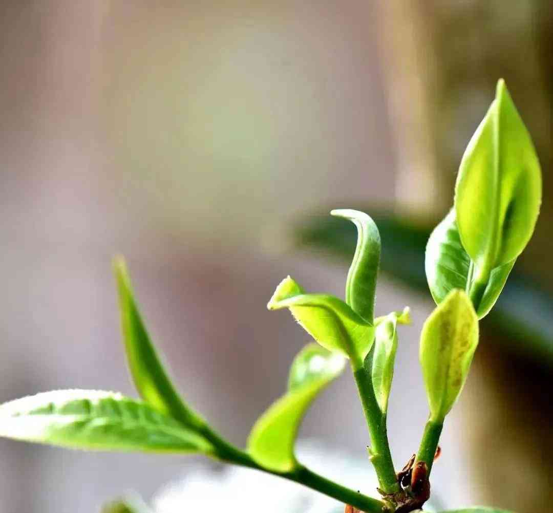 普洱茶一芽一叶与一芽二叶区别：哪个更好？