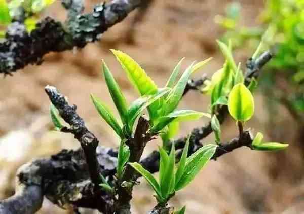 普洱茶一芽一叶与一芽二叶区别：哪个更好？