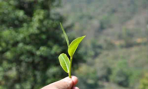 普洱茶一芽一叶与一芽二叶区别：哪个更好？