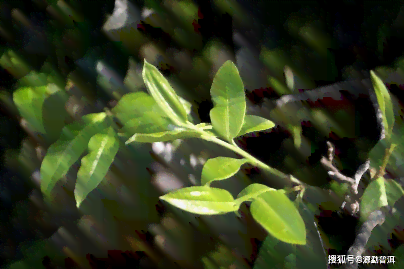 普洱茶单株的特点及功效：历流行年份与详解