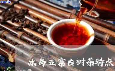 冰岛五寨古树普洱茶的独特魅力与个性对比分析