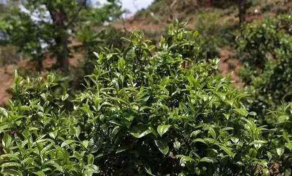 冰岛五寨普洱茶的风格：特点、产地、熟茶种类及茶叶特点，哪个厂的正宗？