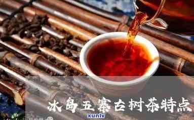 冰岛五寨古树茶：独特的氨基酸含量与爽口感，回味无穷的品质享受