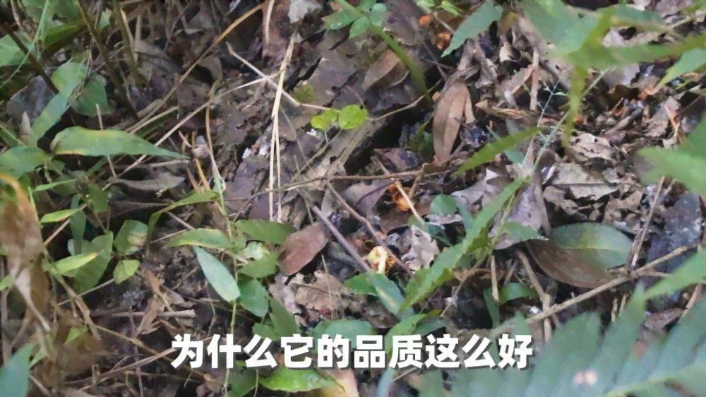 龙润普洱茶萃速溶装用的茶叶品质如何？是否真实优质？