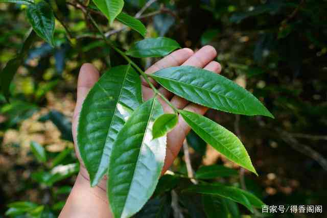 普洱茶大叶种叶片的形状特点及分类解析