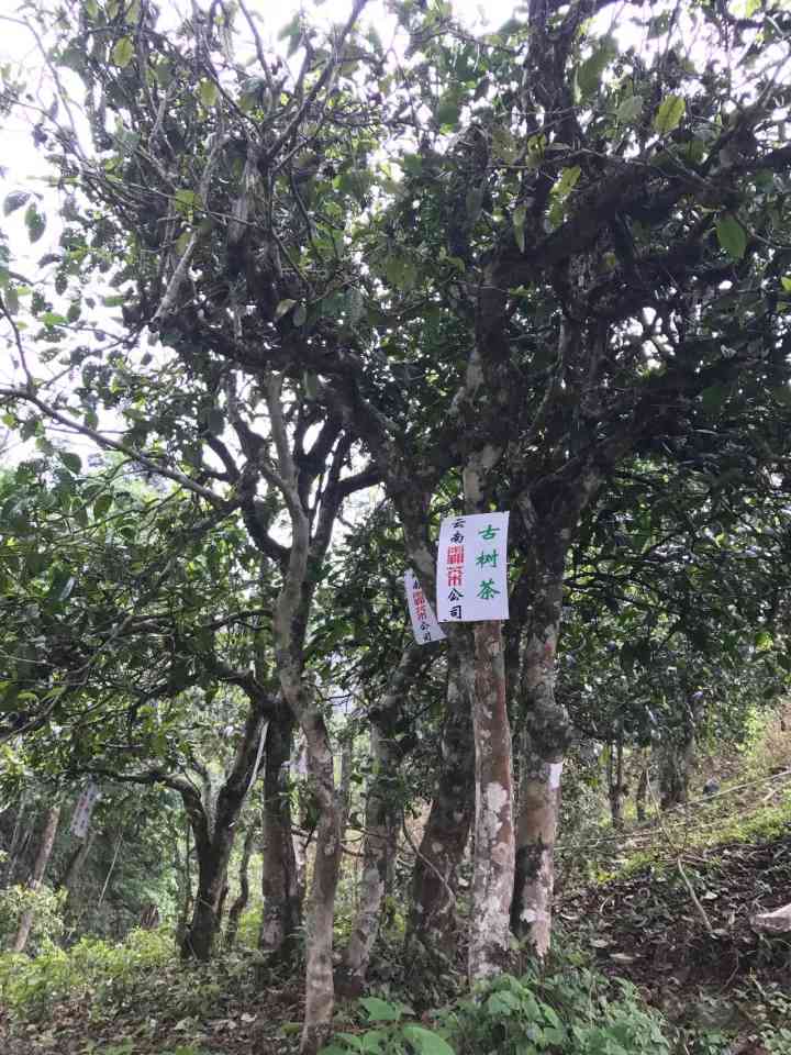 临沧地区古树普洱茶的独特风味与品鉴技巧