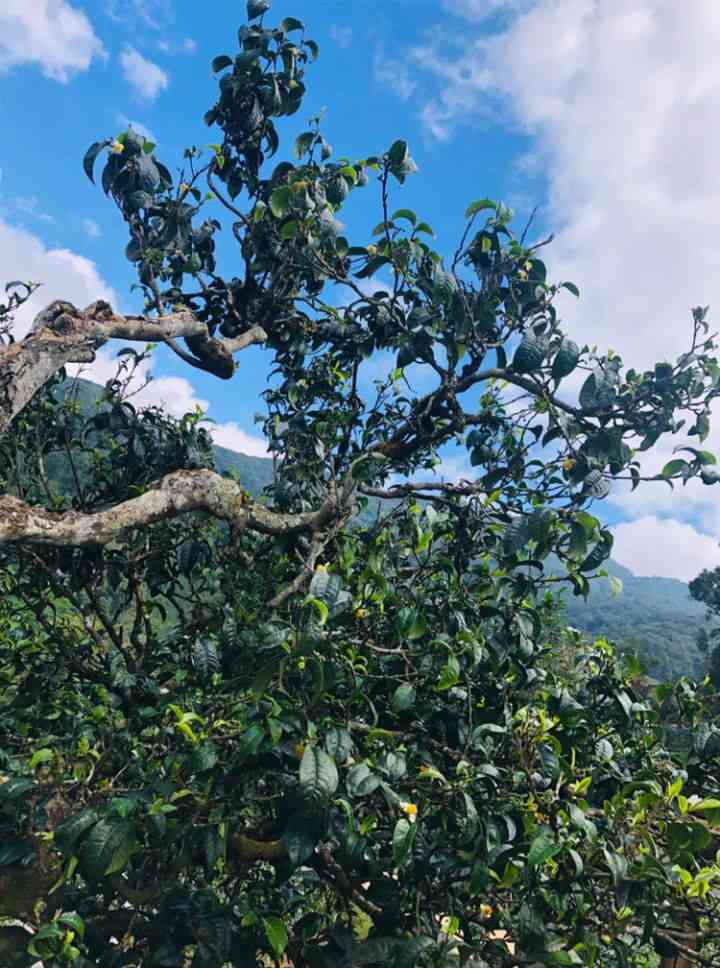 十八寨普洱茶特点介绍