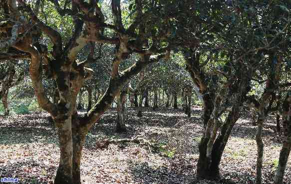 普洱茶古树与大小树的区别解析：从品种、品质、价格和市场角度全面比较