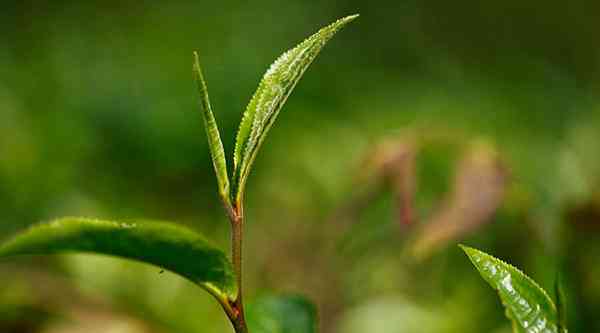 易武生态茶：一款融合古树与普洱的独特风味