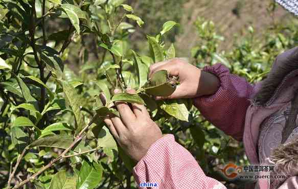 普洱茶春茶从采摘到上市时间，几月份采摘？