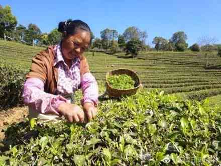 普洱茶春茶采摘时间及品尝节全解析