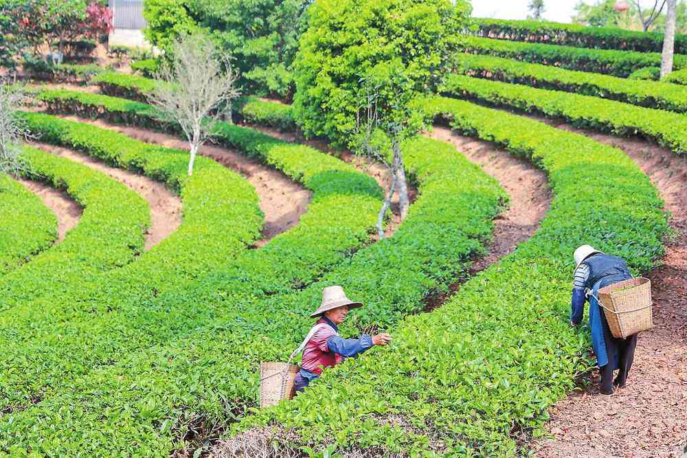 普洱茶春茶采摘时间及品尝节全解析