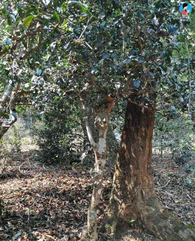 澜沧古茶001景迈山野生2006年：品种、产地、年份、口感和特点全面解析