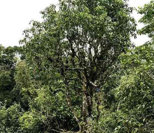 全面解析老班章普洱茶：特点、功效与适用人群，助你轻松挑选和品鉴！