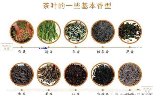 中茶普洱茶的代表茶种全方位解析：品种特点、品质评价与泡法技巧