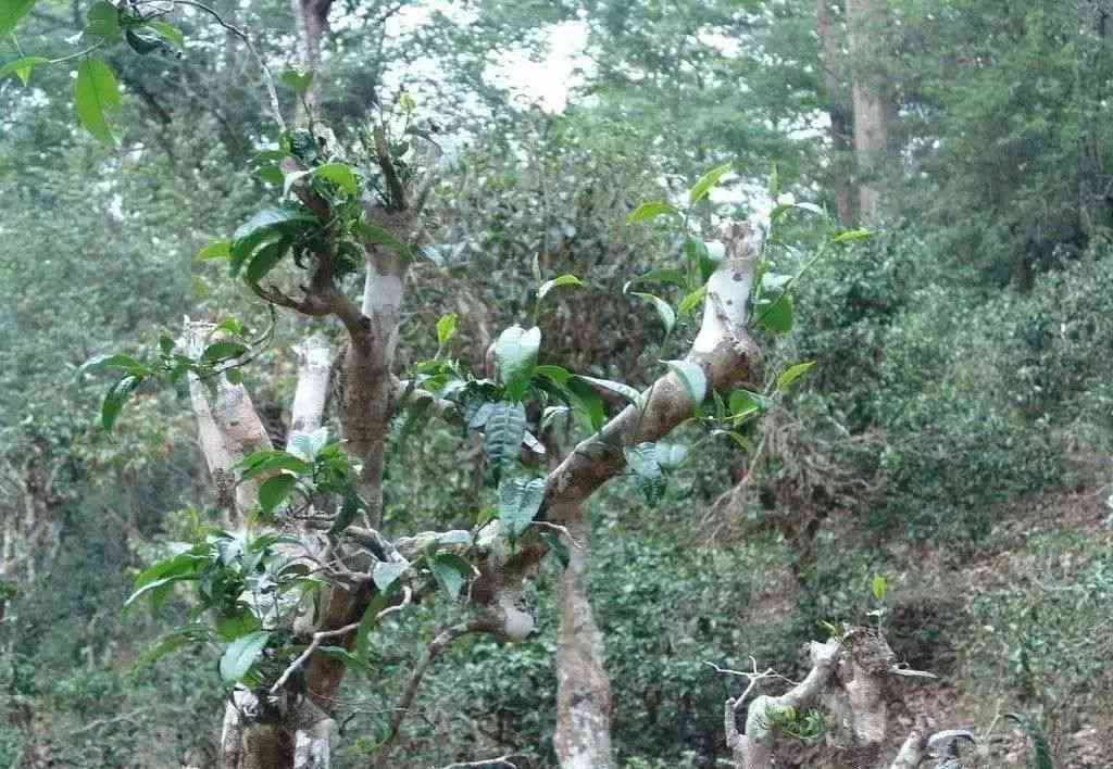 刮风寨普洱茶介绍：产地特点与树龄分类