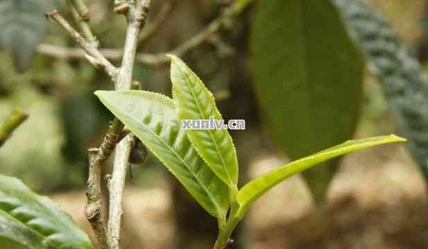 普洱茶的叶片形态解析：全是碎叶子吗？为何普洱茶的叶子形状如此特别？