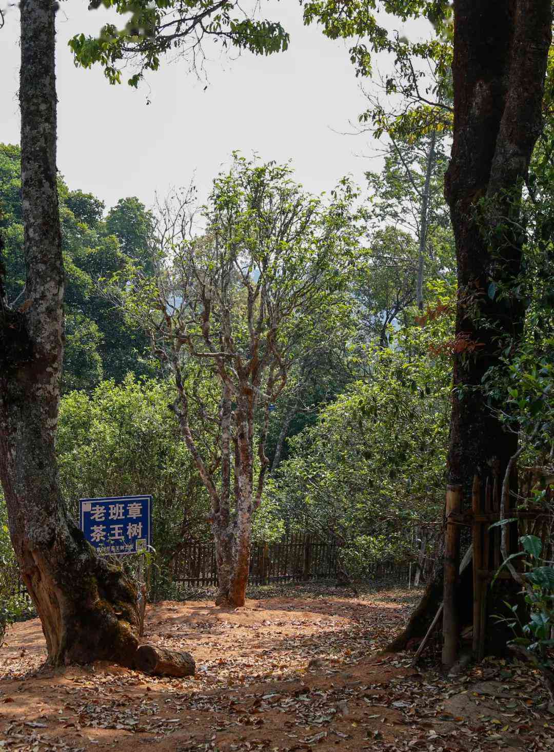 老班章茶王树的详细年龄、生长环境和特点解析，帮助您全面了解这款茶叶