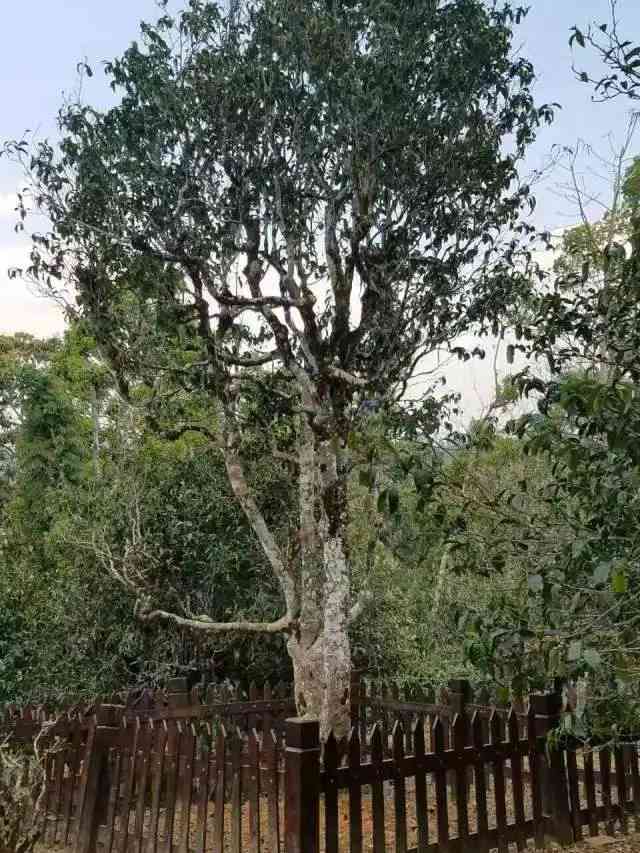 老班章茶王树的详细年龄、生长环境和特点解析，帮助您全面了解这款茶叶