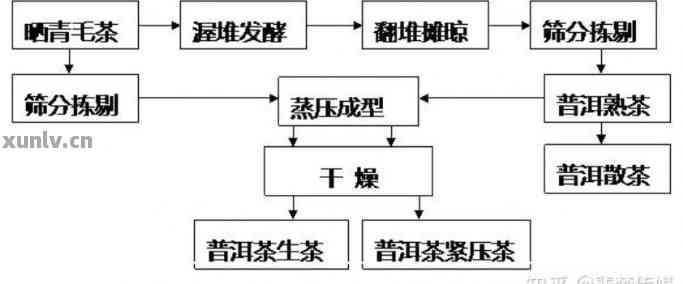 普洱茶百科：从品种、制作工艺到品鉴方法，全面解答您关于普洱茶的所有疑问