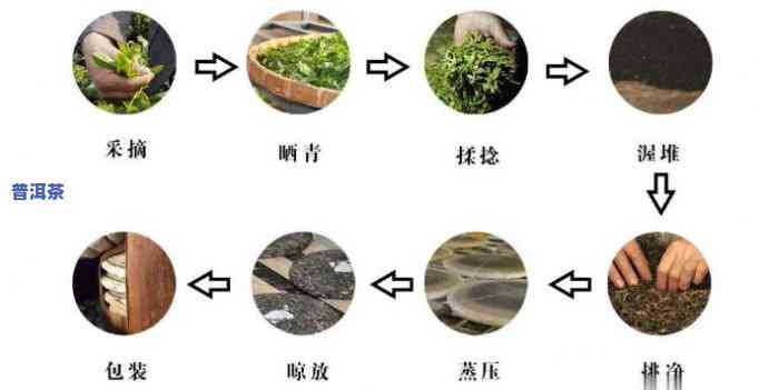 普洱茶：特别茶叶的制作过程及其特点是什么？