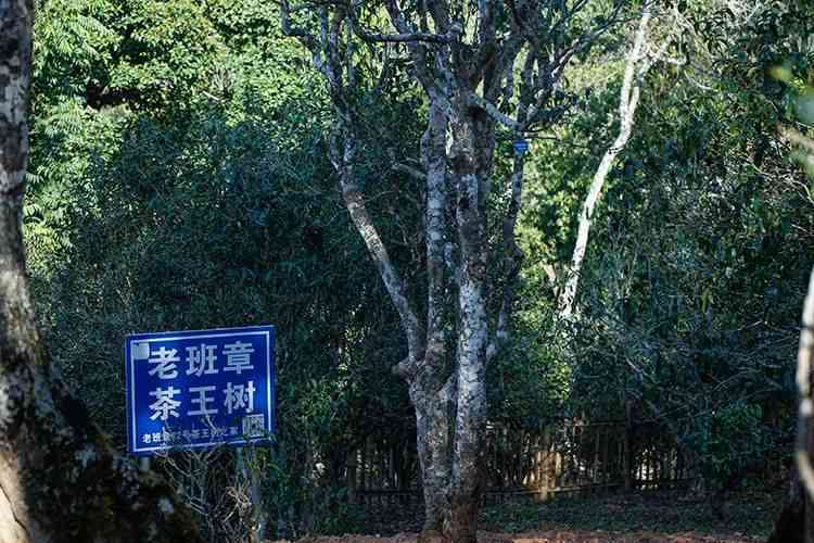 班章春茶，古树老曼峨，纯正原产地，京东热销中