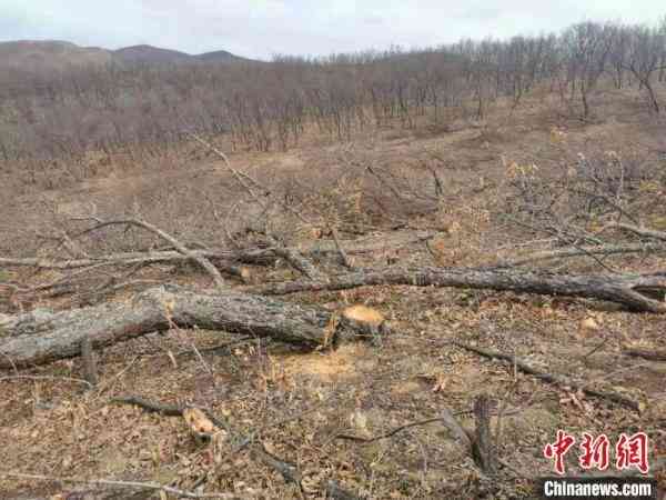 防范协商还款法务骗局：揭示高炮台案件的真相与应对策略