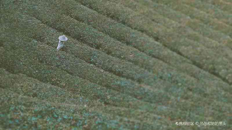 宜关寻味普洱茶：口感与质量解析