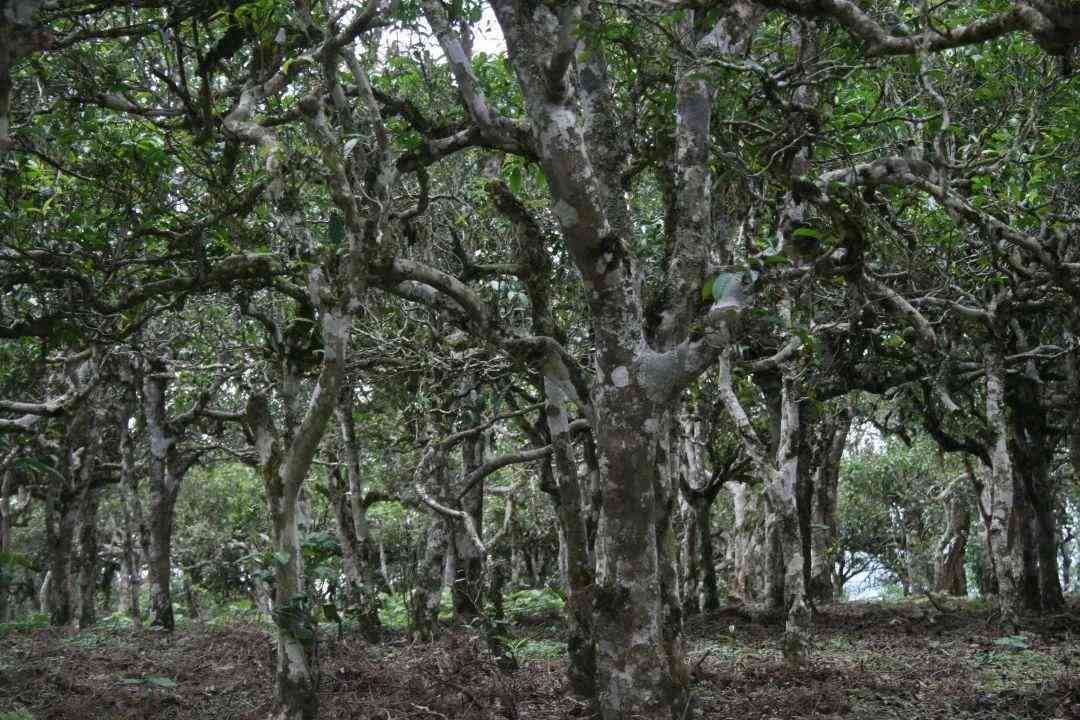 探究古茶树普洱茶的独特味道与香气