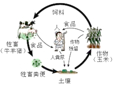 普洱茶的微生物成分及其对健的影响：霉菌与普洱茶的关系探讨