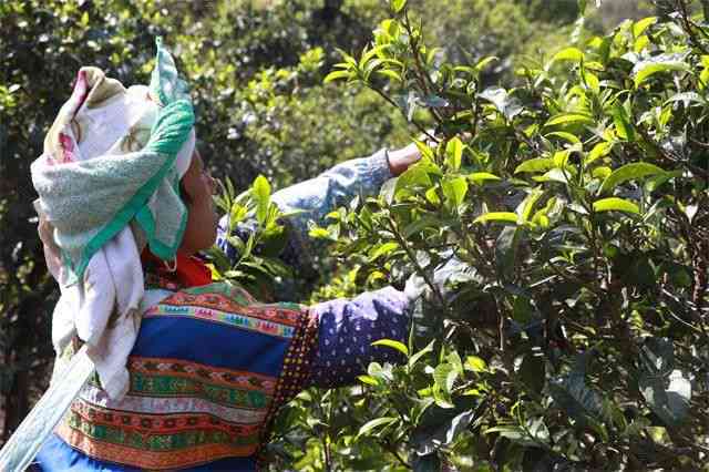 普洱茶春茶采摘时间及上市节