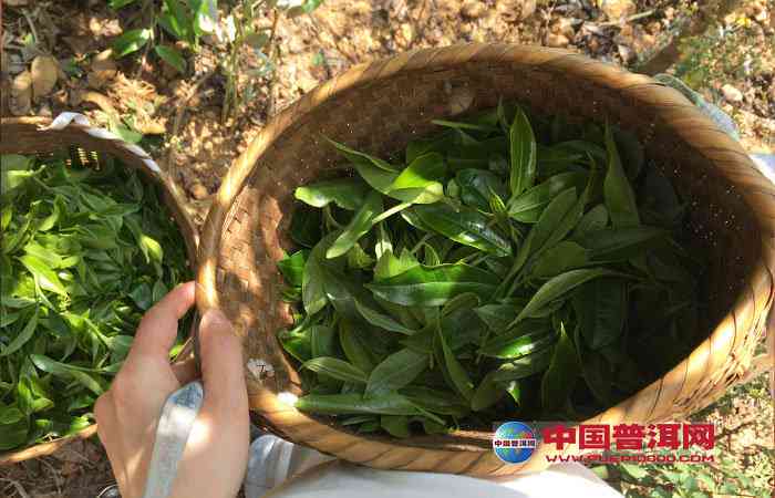 春茶采摘普洱茶的时间