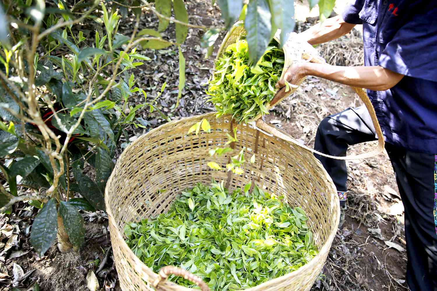 春茶采摘普洱茶的时间