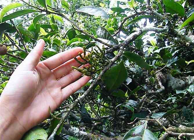 精选熟茶：纯正普洱茶皇，厂家直销，价格实