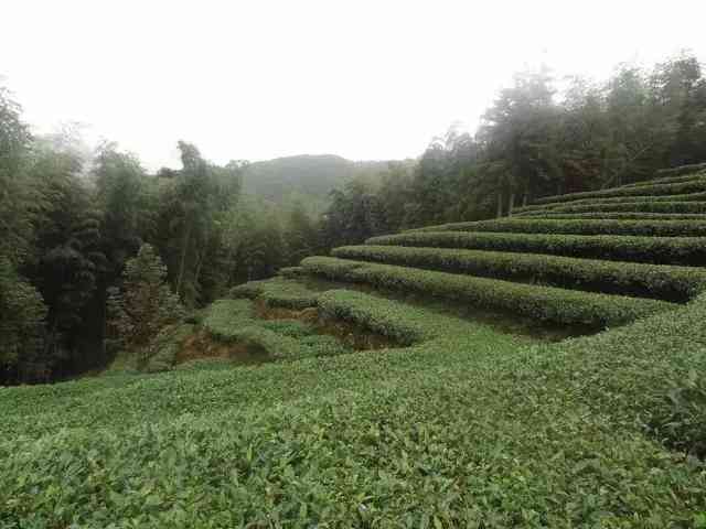 普洱茶百茶园：云南名产，多样价格，弯普洱白茶园特色推荐